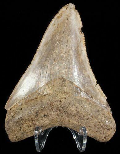 Serrated, Fossil Megalodon Tooth - Georgia #65713